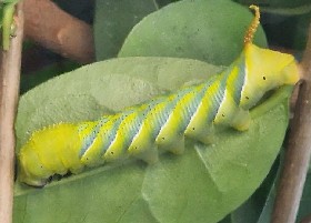 Deathshead Hawk-moth Caterpillar