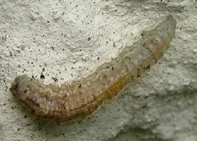 Hoverfly larva?