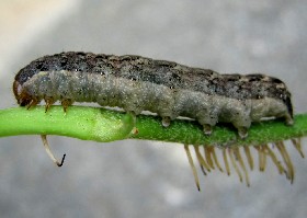 Caterpillar on ivy Cabbage moth?