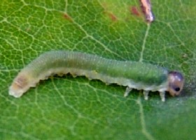Green? Loosestrife? Sawfly larva