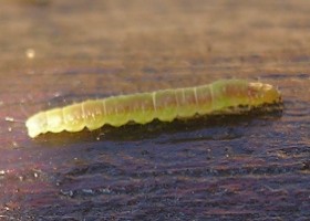 larva