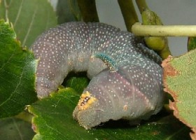 Lime Hawk-moth Caterpillar