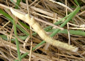 Mother Shipton Moth Caterpillar