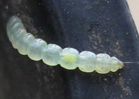 Apple Leaf Miner Lyonetia clerkella
