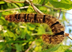 Caterpillar