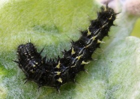 Painted Lady Caterpillar