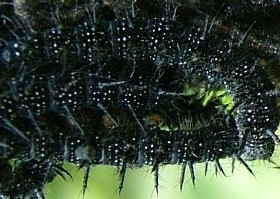 Peacock Butterfly Caterpillar