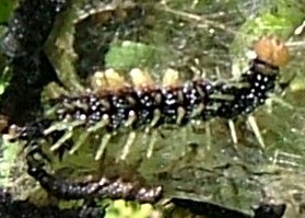 Peacock Butterfly Caterpillar
