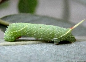 Poplar Hawk-moth Caterpillar