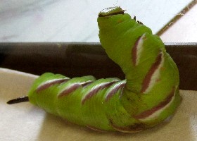 Privet Hawk-moth Caterpillar