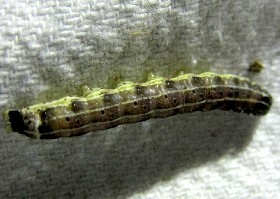 Small Quaker Caterpillar