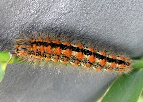 Reed Dagger Moth Caterpillar