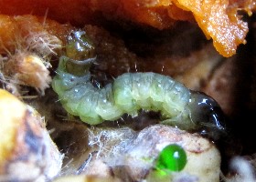 larva
