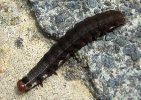 The Satellite caterpillar