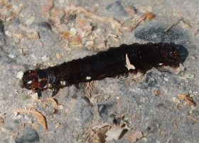 The Satellite caterpillar