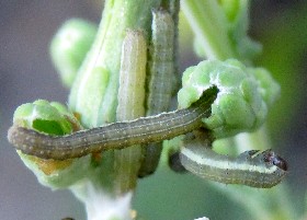 Probably not Small Quaker Caterpillar?