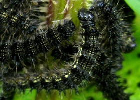 Small Tortoiseshell Butterfly Caterpillar