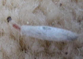 Tinea pellionella Caterpillar