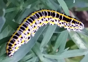Toadflax Brocade Caterpillar