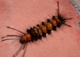 Moth Caterpillar Indochina