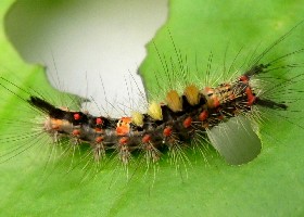 Vapourer Moth Caterpillar