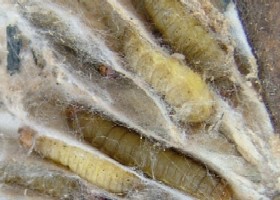 Wax Moth Caterpillar