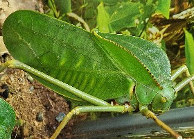 Giant Katydid