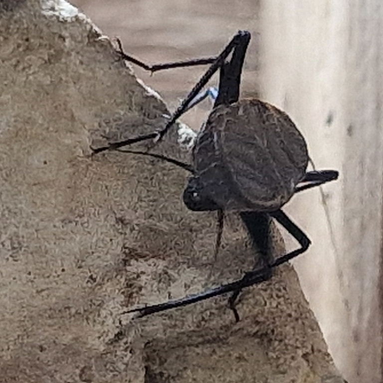 Ethiopian Bell Cricket