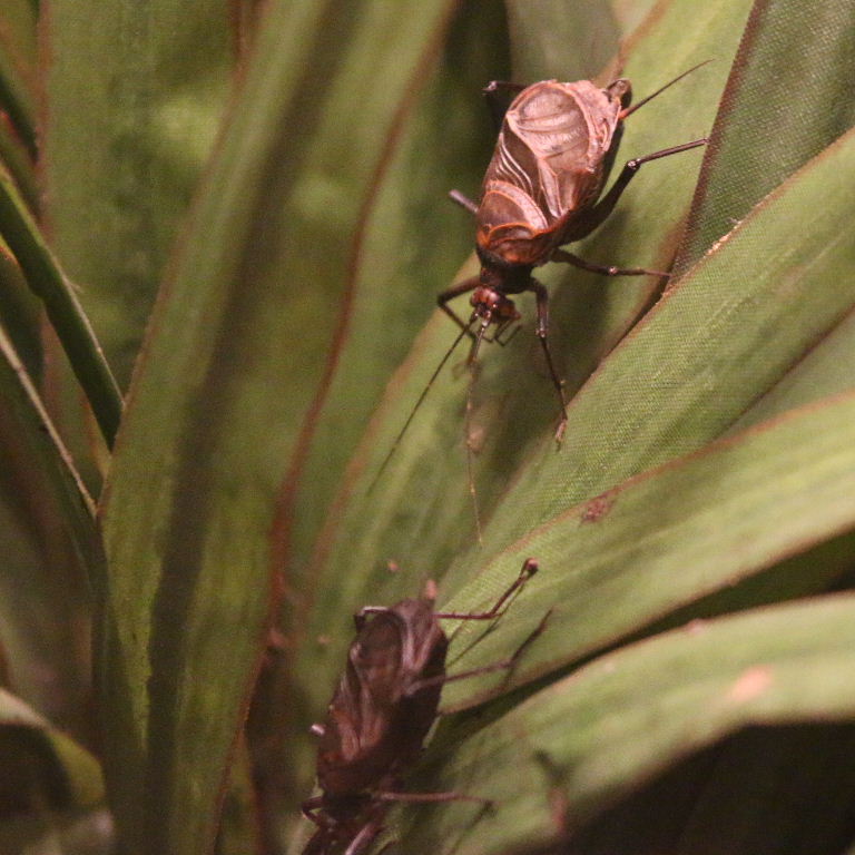Ethiopian Bell Cricket