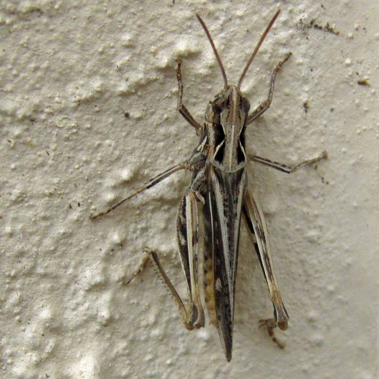 Field Grasshopper