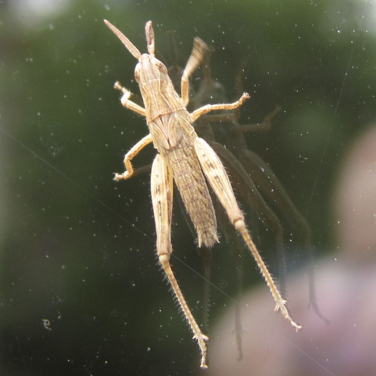 Field Grasshopper nymph