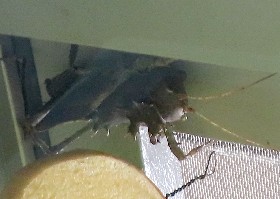 Spiny Dragonhead Cricket
