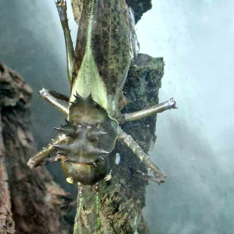 Dragon-headed Katydid