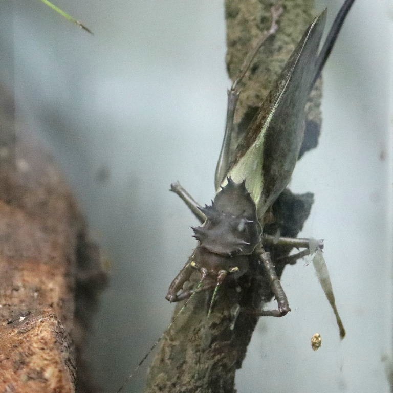 Dragon-headed Katydid
