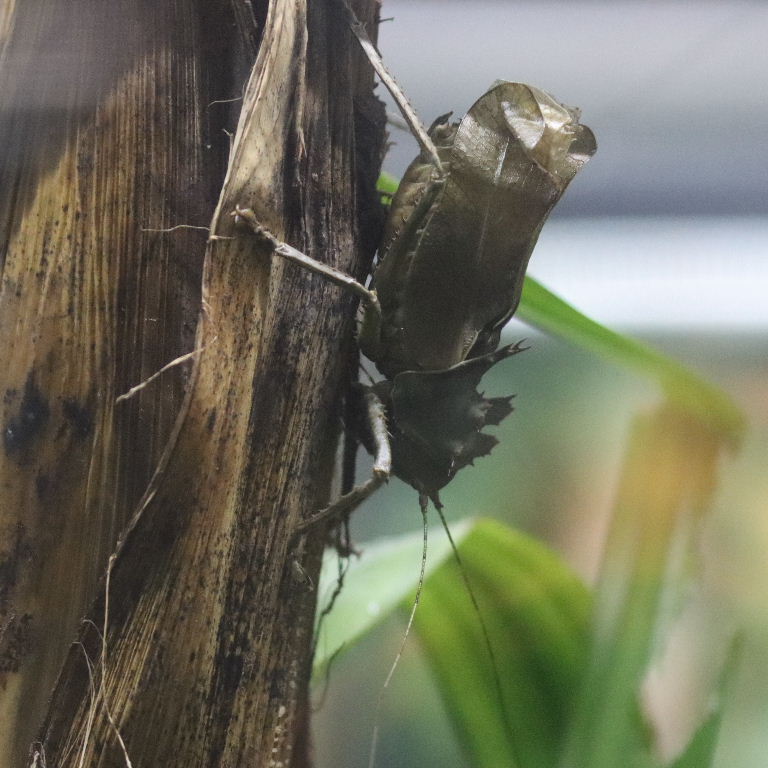 Dragon-headed Katydid