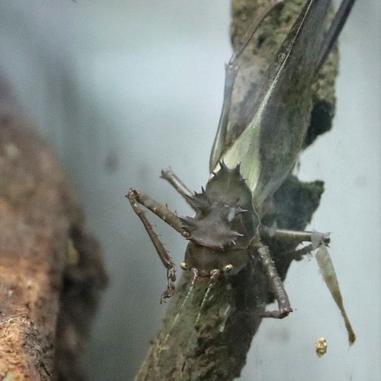 Dragon-headed Katydid