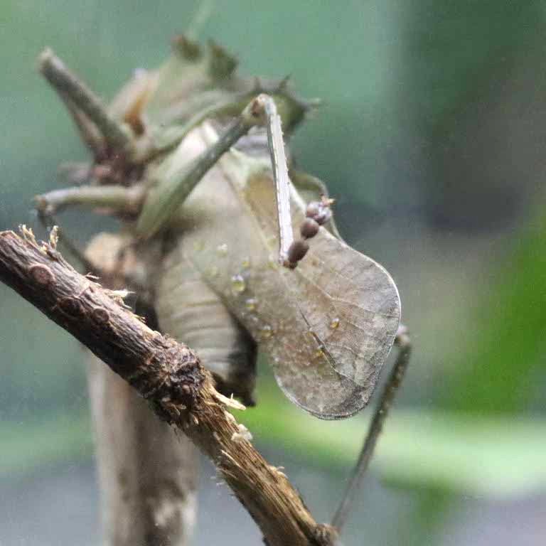 Dragon-headed Katydid