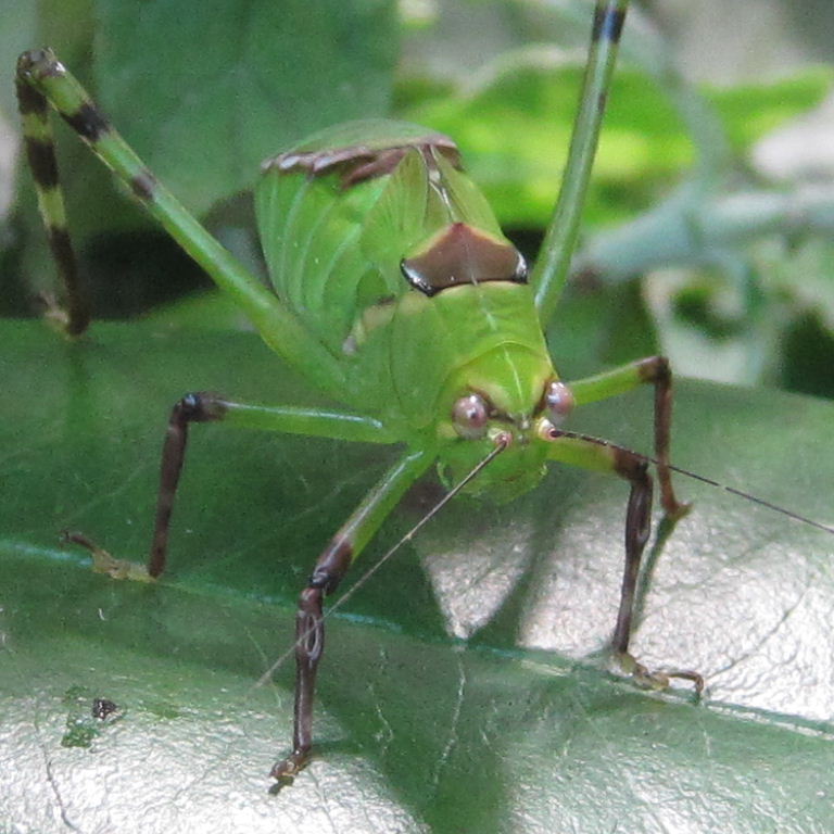 Giant Katydid nymph