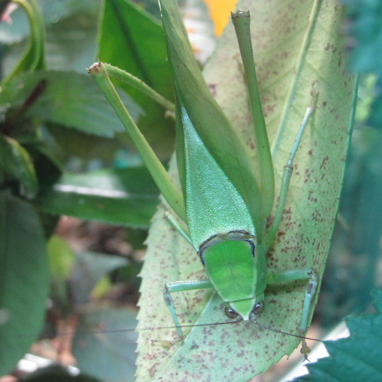 Giant Katydid