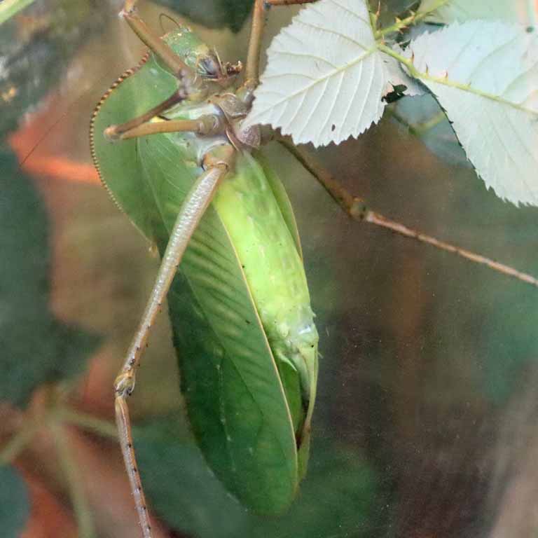 Giant Hooded Katydid