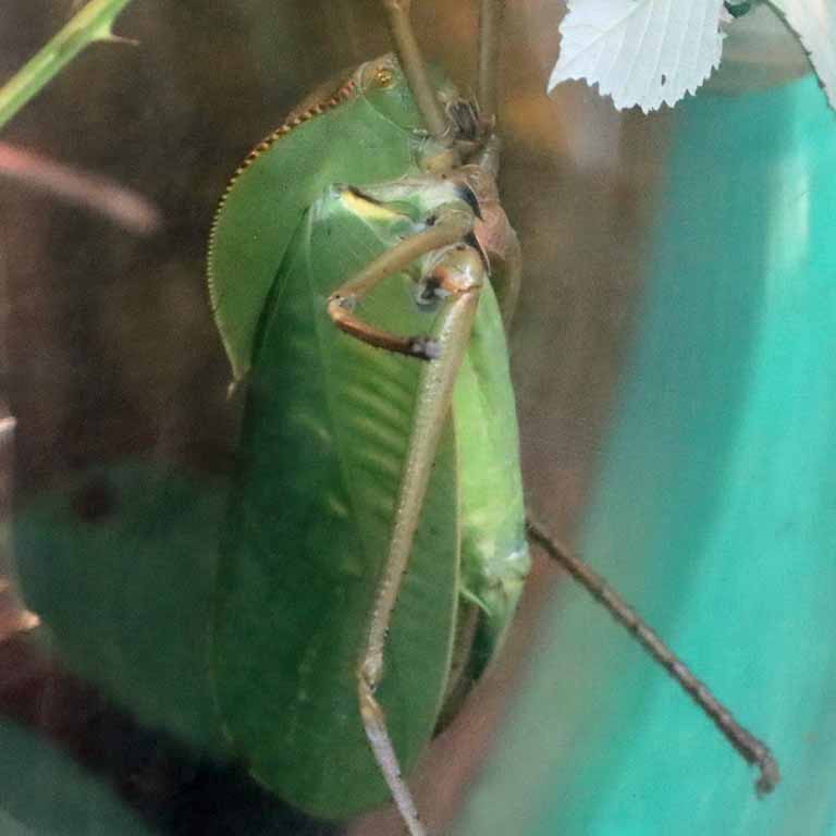 Giant Hooded Katydid