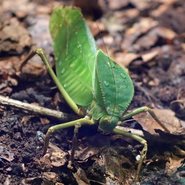 Giant Hooded Katydid