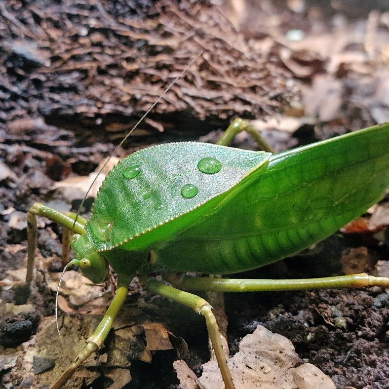 Giant Hooded Katydid