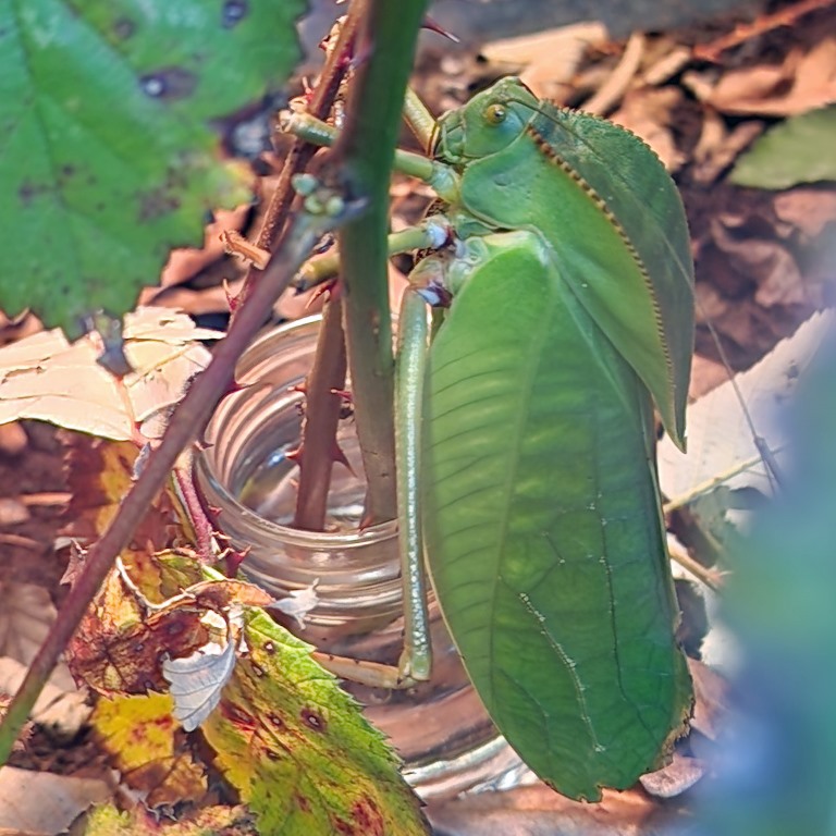 Giant Hooded Katydid