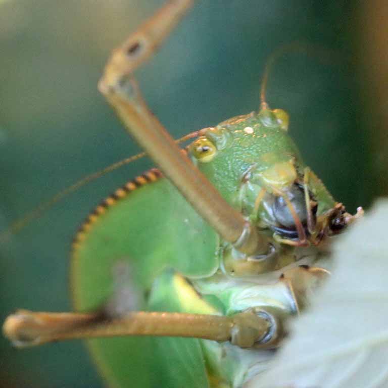 Giant Hooded Katydid