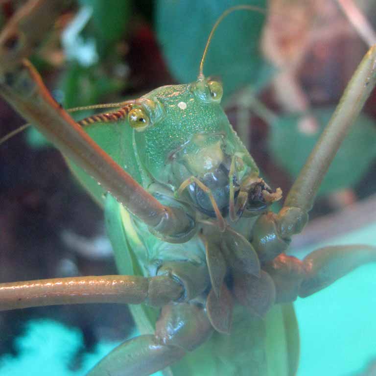 Giant Hooded Katydid