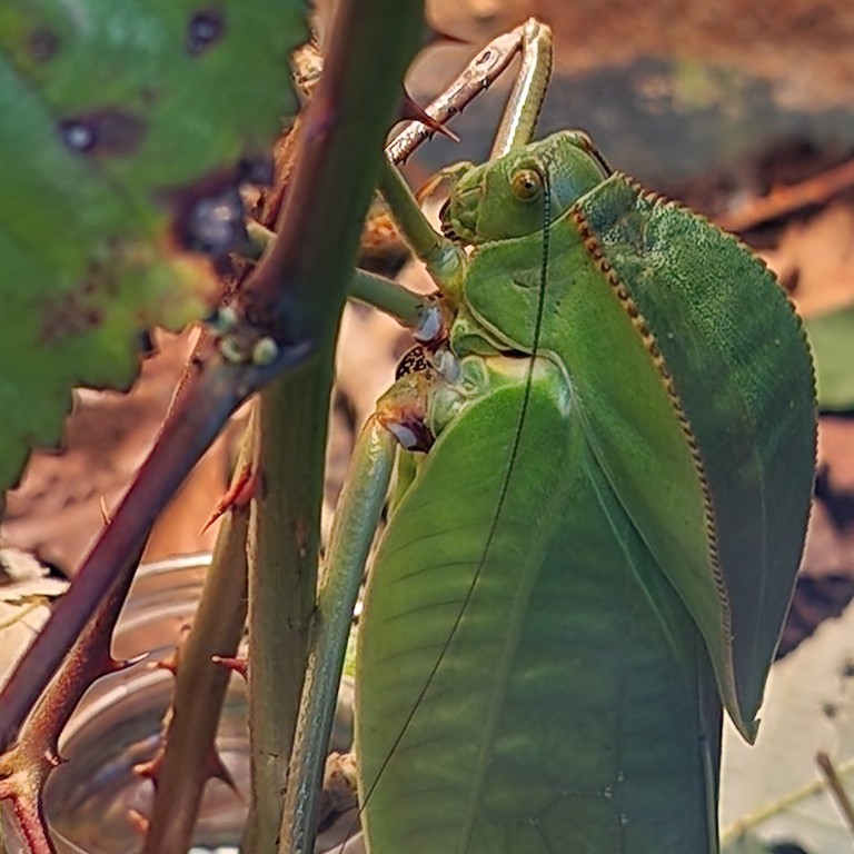 Giant Hooded Katydid