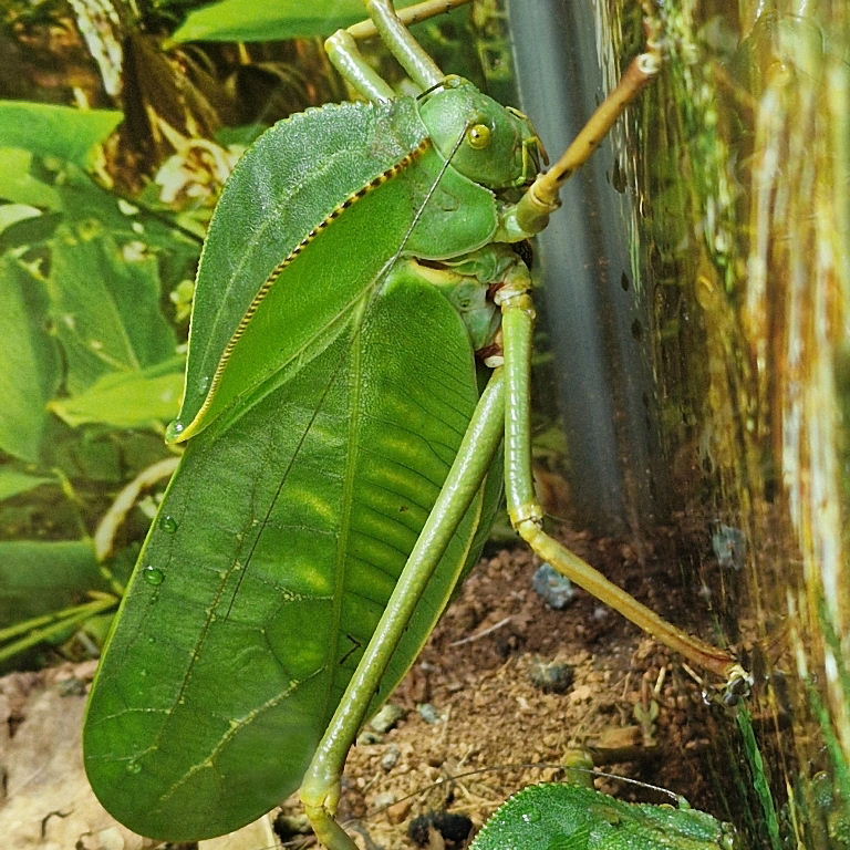 Giant Hooded Katydid