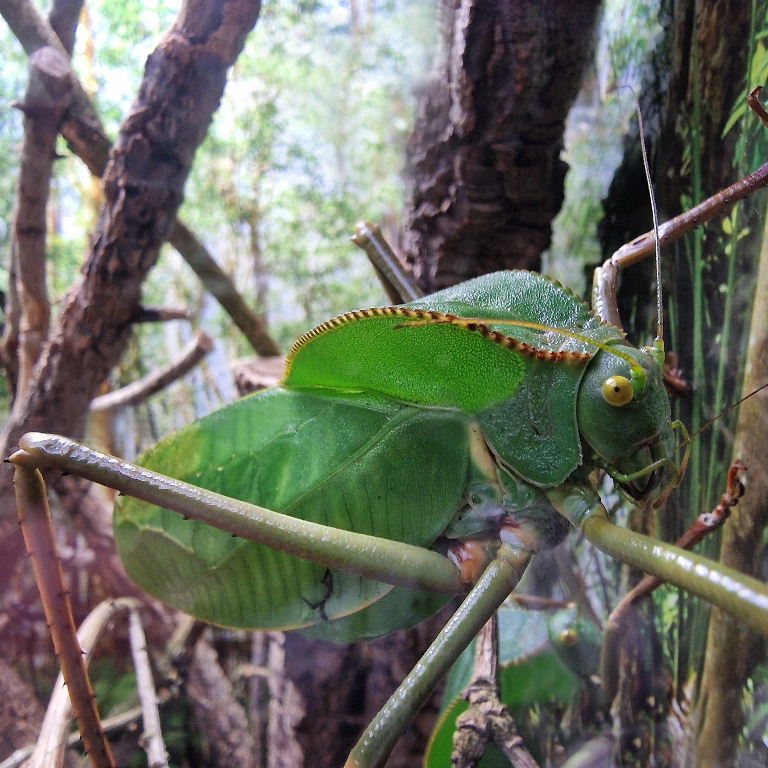 Giant Hooded Katydid