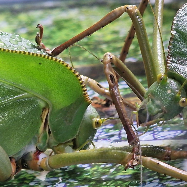 Giant Hooded Katydid